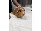Adopt DOT a Guinea Pig (medium coat) small animal in Fairbanks, AK (41558069)