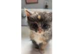 Adopt Meatball a Calico or Dilute Calico Domestic Shorthair / Mixed (short coat)