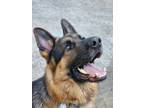 Adopt Kylo a Black - with Tan, Yellow or Fawn German Shepherd Dog / Mixed dog in