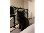Adopt Saran a Black (Mostly) Domestic Longhair / Mixed (long coat) cat in