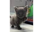 Adopt Grey pair of Socks a Gray, Blue or Silver Tabby Domestic Shorthair / Mixed