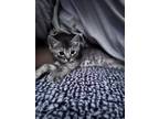 Adopt Michi a Gray or Blue (Mostly) Russian Blue / Mixed (short coat) cat in Los