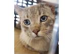 Adopt Ares a White Domestic Shorthair cat in Kingman, AZ (41558039)