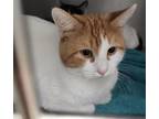 Adopt Oliver a White Domestic Shorthair cat in Kingman, AZ (41558037)