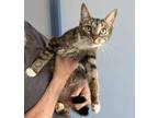 Adopt Freddie a Domestic Shorthair cat in Kingman, AZ (41558036)
