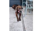 Adopt Goofy a Brindle Redbone Coonhound / Mixed dog in Yuba City, CA (41558034)