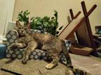 Adopt Clawdia a Tortoiseshell American Shorthair / Mixed (short coat) cat in