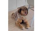 Adopt Fozzy a Brown/Chocolate Australian Shepherd dog in Kelowna, BC (41558062)
