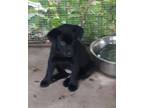 Adopt Patty a Black Labrador Retriever / Australian Cattle Dog / Mixed dog in