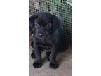 Adopt Clover a Black Labrador Retriever / German Shepherd Dog / Mixed dog in