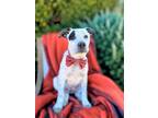 Adopt River a Gray/Silver/Salt & Pepper - with White American Pit Bull Terrier /