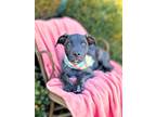 Adopt Niihau a Brindle Boxer / Mixed dog in Anza, CA (41558048)