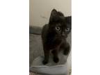 Adopt Miko KITTEN a All Black Domestic Shorthair / Mixed (short coat) cat in