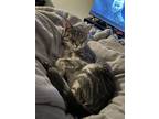 Adopt Fish a Gray, Blue or Silver Tabby Tabby / Mixed (short coat) cat in