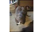 Adopt Bear a Brown/Chocolate - with White American Pit Bull Terrier / Mixed dog