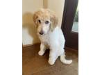 Adopt Martini and olive a White - with Tan, Yellow or Fawn Poodle (Standard) /
