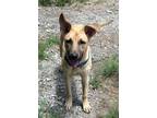 Adopt Chico a Tan/Yellow/Fawn - with Black German Shepherd Dog / Mixed dog in