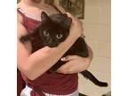 Adopt Getty (24-423) a All Black Domestic Shorthair / Mixed cat in York County