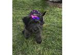 Adopt Brianna a Gray/Silver/Salt & Pepper - with White Goldendoodle / Miniature