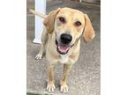 Adopt Honey a Tan/Yellow/Fawn Retriever (Unknown Type) / Mixed Breed (Large) /