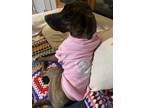Adopt Princess a Brindle Plott Hound / Labrador Retriever / Mixed dog in Fort