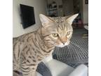 Adopt Gatico a Brown Tabby Bengal / Mixed (short coat) cat in Bronx