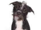 Adopt Elora a Black - with White Boston Terrier / Poodle (Miniature) / Mixed dog