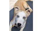 Adopt Foxy a Tan/Yellow/Fawn - with White Husky / Mixed dog in oakland park