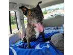 Adopt Clemens a Pit Bull Terrier