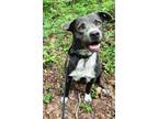 Adopt BUCKSHOT a Brown/Chocolate Labrador Retriever / Mixed dog in Charlotte