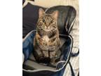 Adopt Chamomile a Calico or Dilute Calico Tabby / Mixed (short coat) cat in