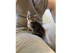 Adopt Ariel a Spotted Tabby/Leopard Spotted Tabby / Mixed (medium coat) cat in