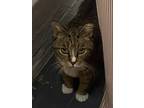 Adopt Esther a Brown or Chocolate Domestic Shorthair (short coat) cat in