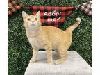 Adopt KRISTY a Orange or Red Domestic Shorthair / Mixed (short coat) cat in