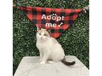 Adopt CLEMENTINE a White Domestic Shorthair / Mixed (short coat) cat in