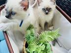Kats Ravishing Ragdolls Ragdoll Kittens