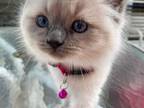 Belle's Kitten 4
