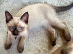 Lee Ragdoll Siamese Mix