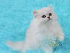 Prissy & Rossi Silver Chinchilla Persian Kittens