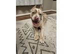 Adopt Hondo a Brindle - with White Cane Corso / American Pit Bull Terrier /