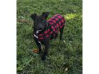 Adopt Hugo a Black Patterdale Terrier (Fell Terrier) / Rat Terrier / Mixed dog