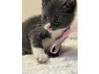 Adopt Lulu a Calico or Dilute Calico Calico / Mixed (medium coat) cat in Perris