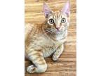 Adopt Comet a Orange or Red Tabby Domestic Shorthair (short coat) cat in Great