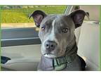 Adopt Apollo a Gray/Silver/Salt & Pepper - with White Pit Bull Terrier / Mixed
