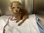 Adopt WINNIE a Poodle (Miniature) / Mixed dog in Tustin, CA (41557853)