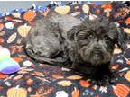 Adopt BLUEBERRY a Black Cairn Terrier / Mixed dog in Tustin, CA (41557852)