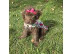 Adopt Cocoa a Brown/Chocolate Goldendoodle / Miniature Poodle / Mixed dog in