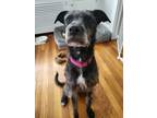 Adopt Sylvie a Black - with White Schnauzer (Standard) / Mixed dog in Melrose