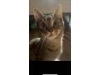 Adopt Pluto KITTEN a Brown Tabby Domestic Shorthair / Mixed (short coat) cat in