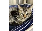 Adopt Petunia a Domestic Shorthair / Mixed (short coat) cat in POMONA